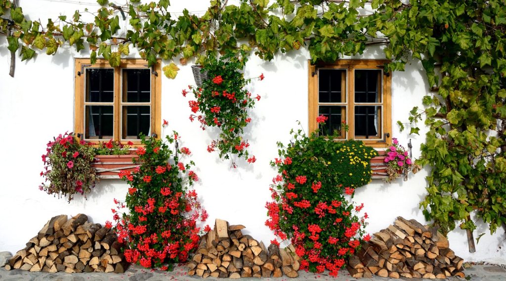 pelargonia